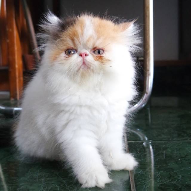 pratiwisulistyorini10