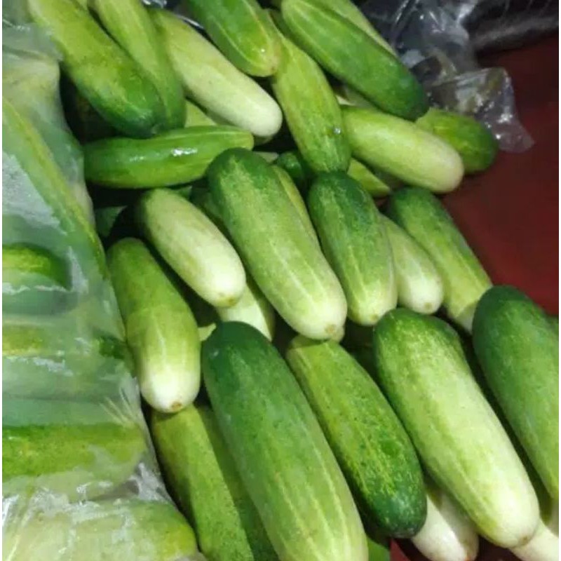 

Timun kecik / Timun medan