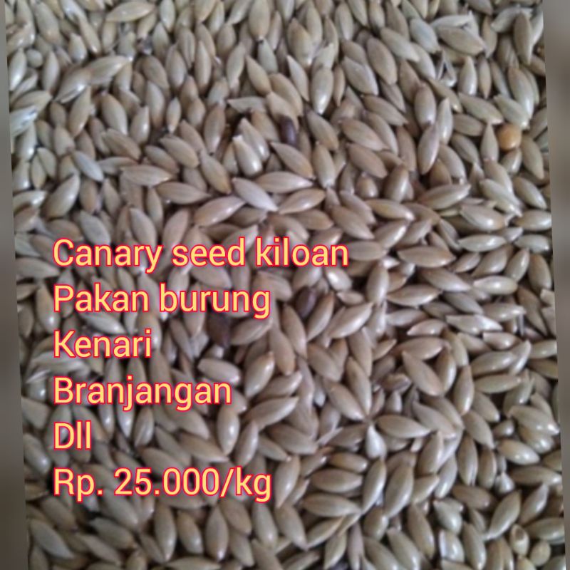 canaryseed biji kanary pakan burung kenari finch branjangan lovebird dll kiloan