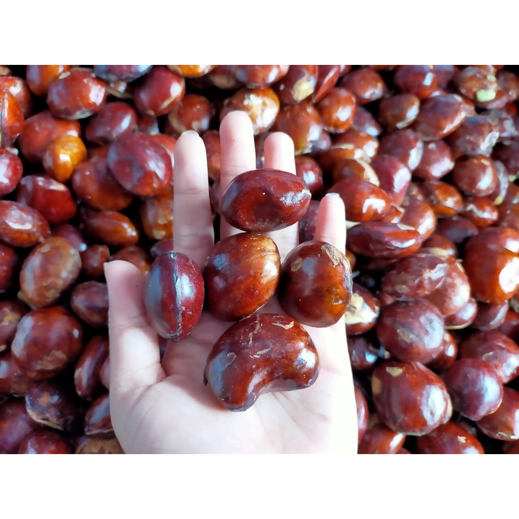 

Jengkol Tua Mentah 1 kg Murah