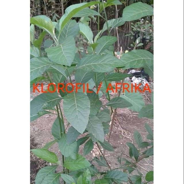 Bibit tanaman pohon afrika bibit poho afrika herbal