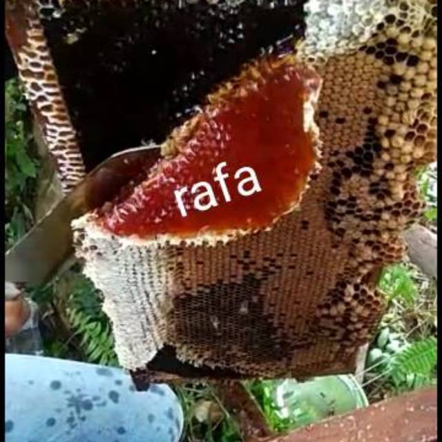 

Madu Asli RAFA 125 ml