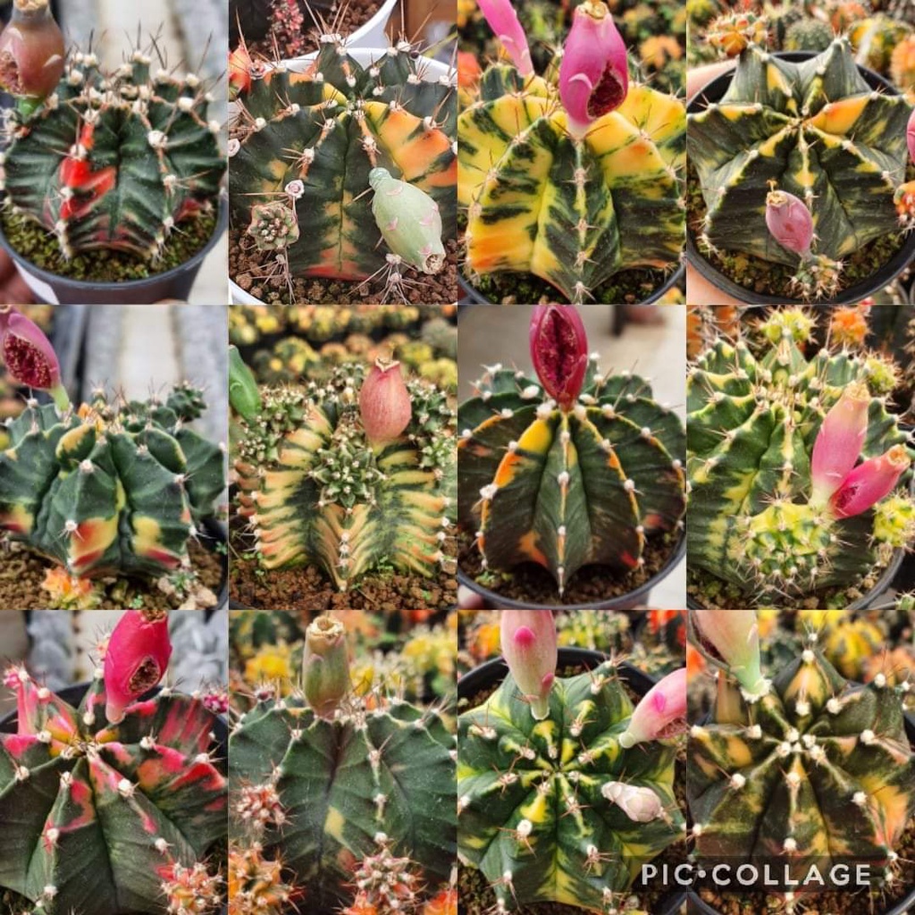 Benih Biji Kaktus Gymno LB Hybrid Varigata