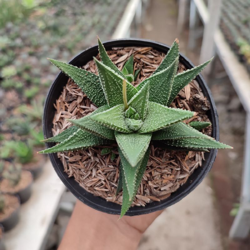 Haworthia | DP 10cm