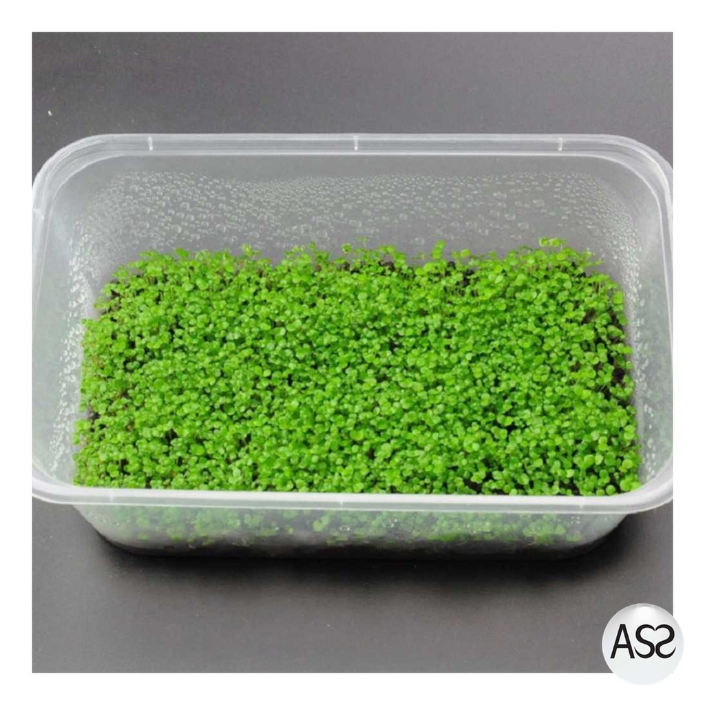 ASS Shop - Bibit Rumput Air Dekorasi Aquarium Landscape Ornament - H0027