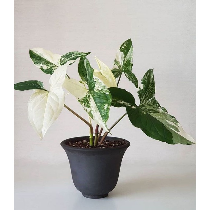 SYNGONIUM ALBO