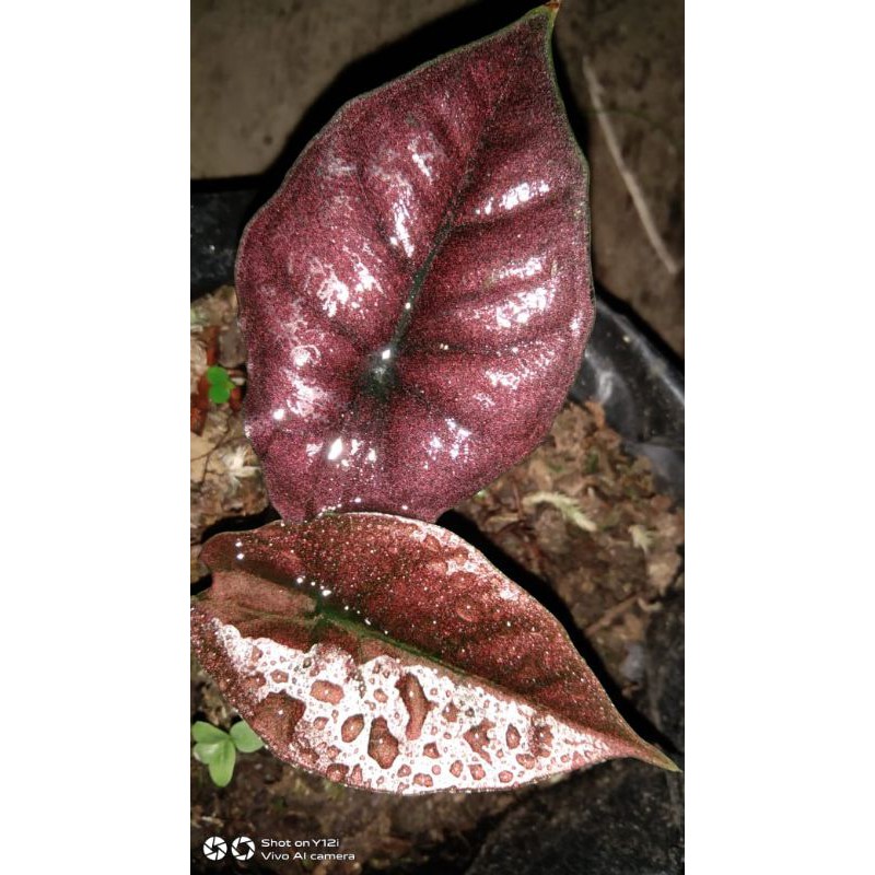 infernalis (alocasia)