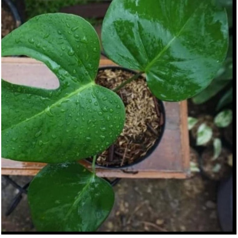 tanaman hias - monstera - deliciosa - monstera deliciosa