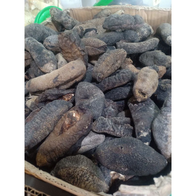 

HAISIM/ KIKUSIM/ TERIPANG/ GAMAT 500g