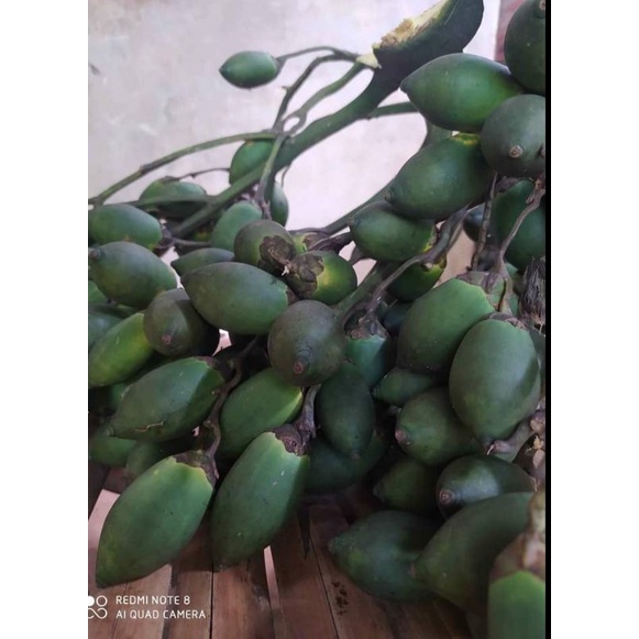 

PINANG/Jambe muda 1kg bersih