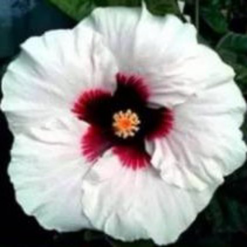 TANAMAN HIAS HIBISCUS BUNGA SEPATU VARIEGATA//WHITEREDS