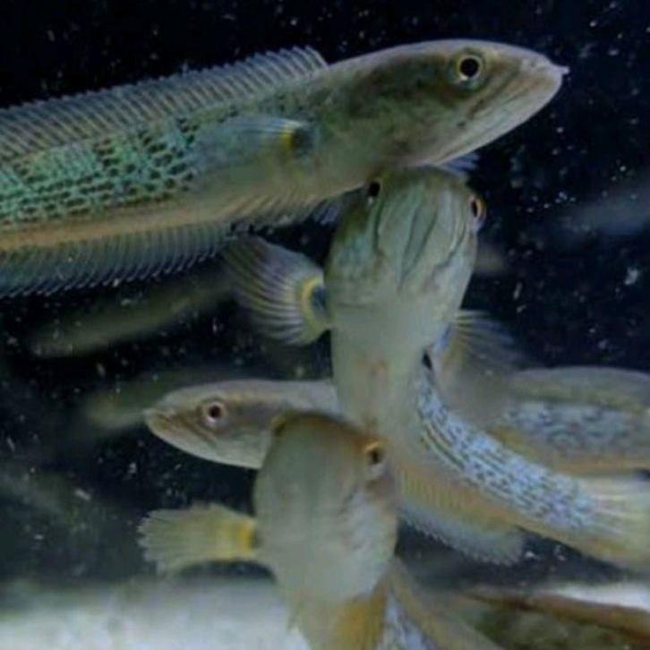 Oke Price.. ikan Chana Baby Barca kontes ori badan putih