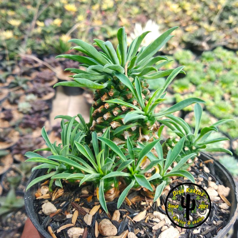 KAKTUS SKULEN - euphorbia kirin