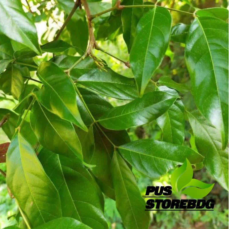 

Daun Jengkol Segar 500 gram