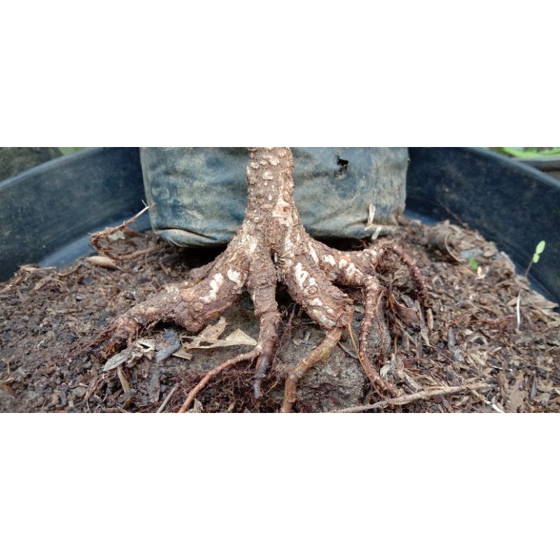 bahan bonsai kimeng program akar berkualitas