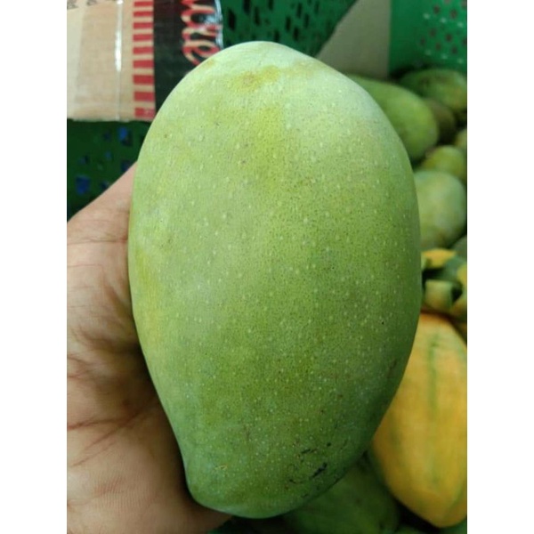 mangga manalagi matang