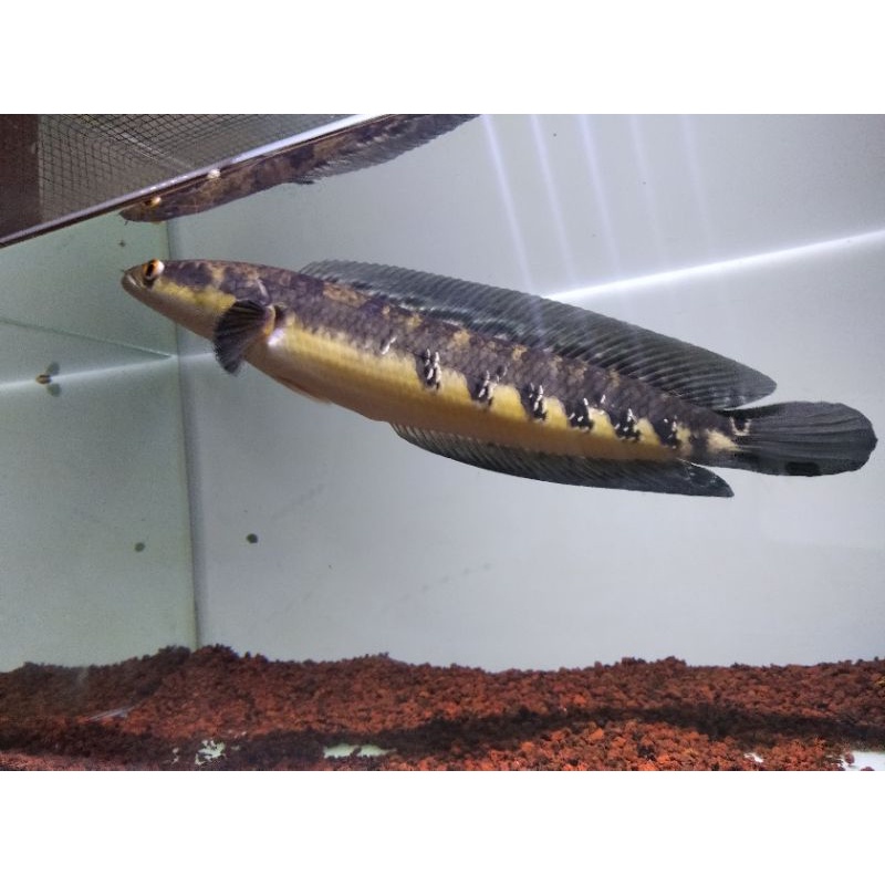 Chana yellow sentarum