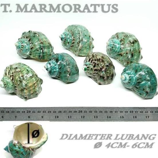 shell rumah cangkang kelomang umang keong Lc