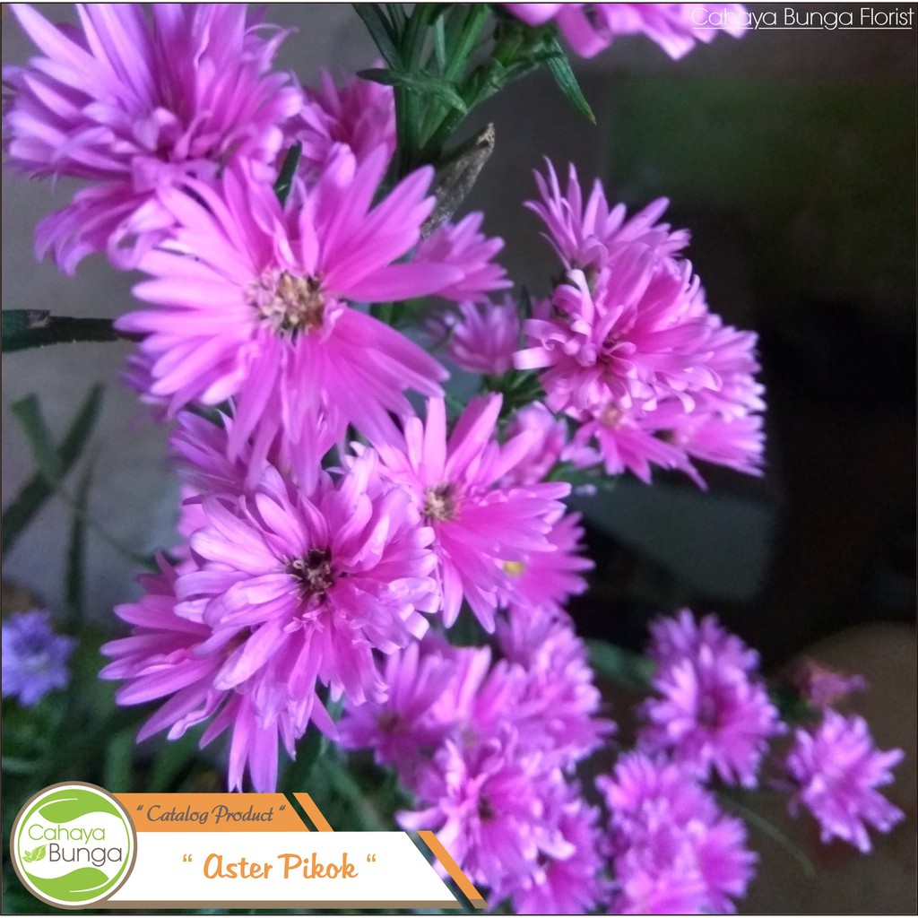 Populer Download Gambar Bunga  Kasturi Goodgambar