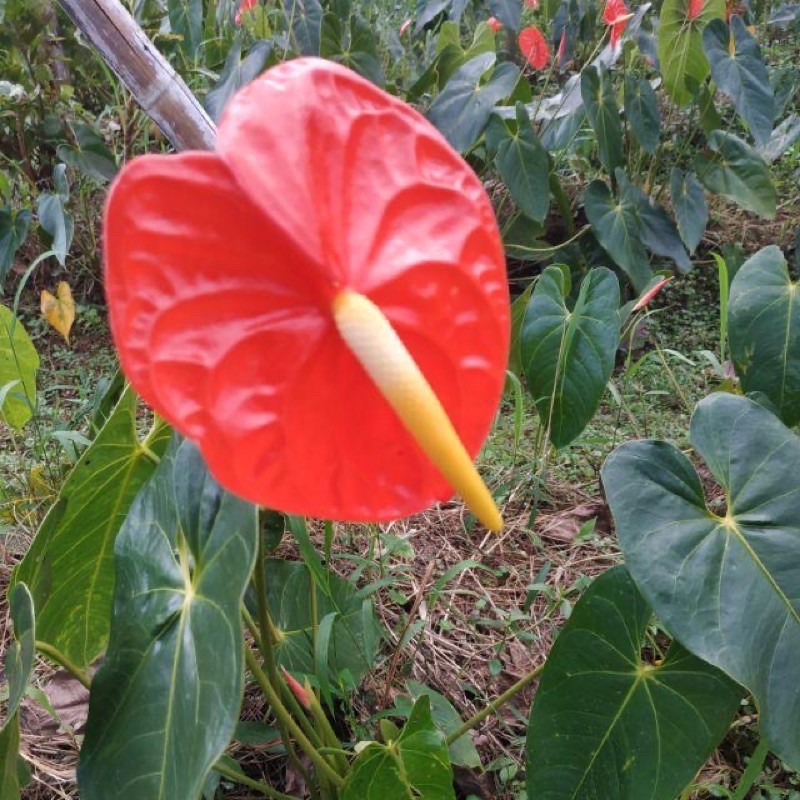 Bibit Bunga Anthurium