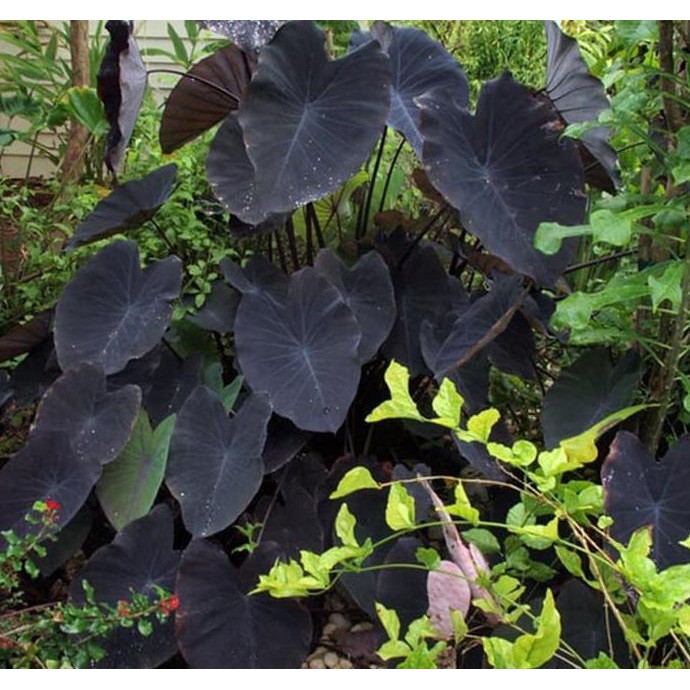 T3nar Bibit Tanaman Hias Black Caladium Spg Shopee Indonesia