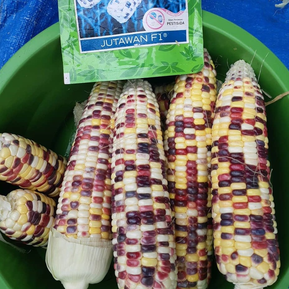 10 Biji - Benih Bibit Jagung Pelangi JUTAWAN F1 cap panah merah