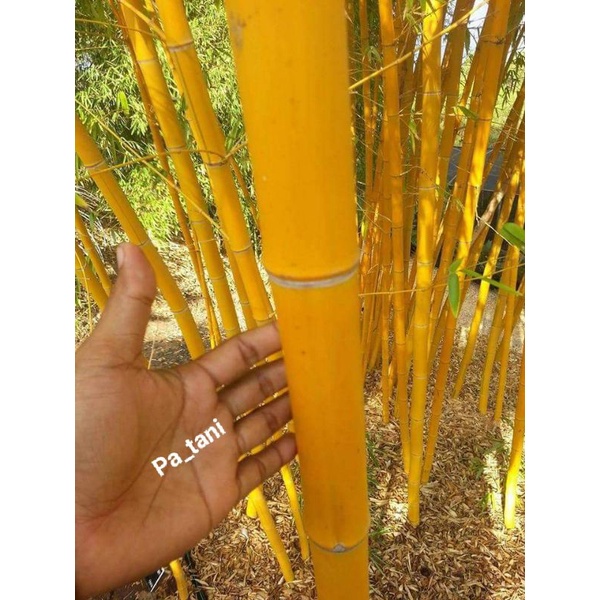 Bibit Bambu kuning/Stek Bambu kuning/Bambu kuning