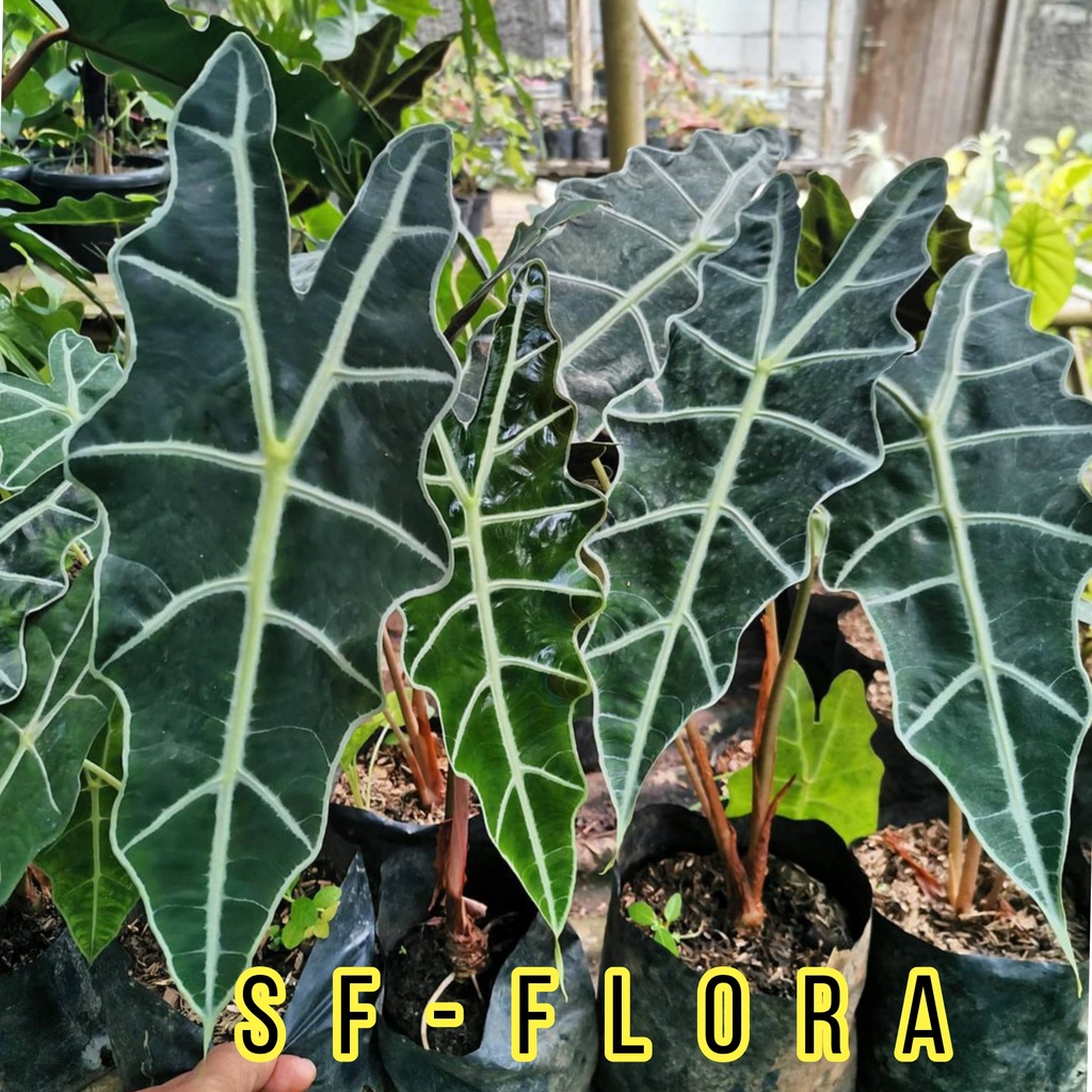 Tanaman Hias Amazon - Keladi Amazon - Caladium Amazon - Alocasia Amazon - Keladi - Alocasia