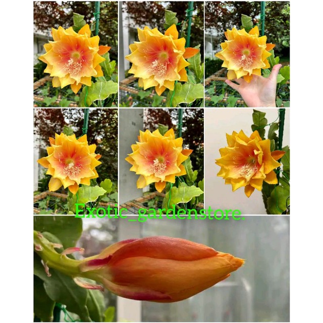 Tanaman hias wijaya kusuma hybrid/epiphyllum import jenis CLARITI'S ABRAXAS original 100% bergaransi