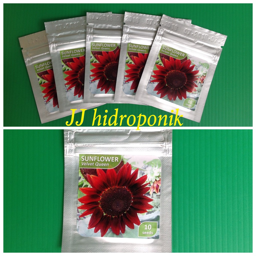 Sunflower Velvet Queen Benih Bunga Matahari 10 Seed Shopee Indonesia