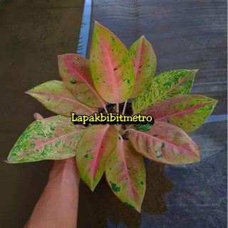 Bunga Aglonema Lulaiwan Rimbun Besar | Shopee Indonesia