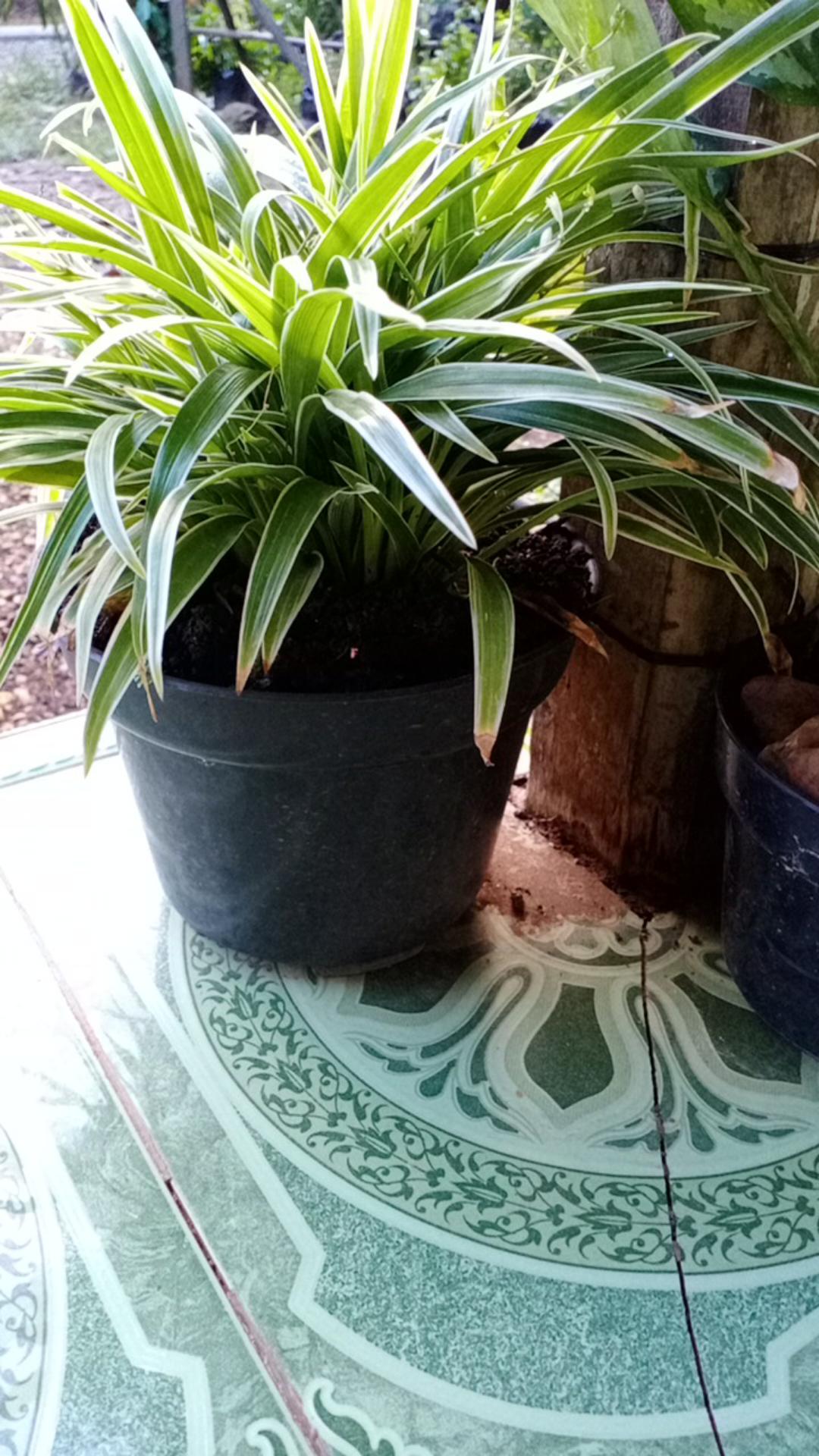 Dress Truntum Hitam Batik Katun Halus Wanita Modern Exclusive