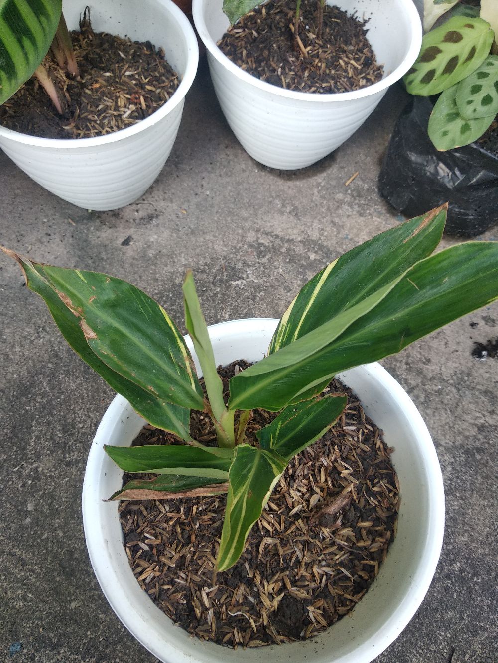  Calathea  variegata bibit tanaman hias bunga kalatea 