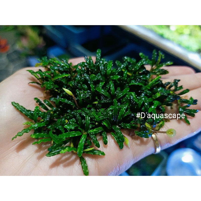 PROMO Buce Catrine mini micro