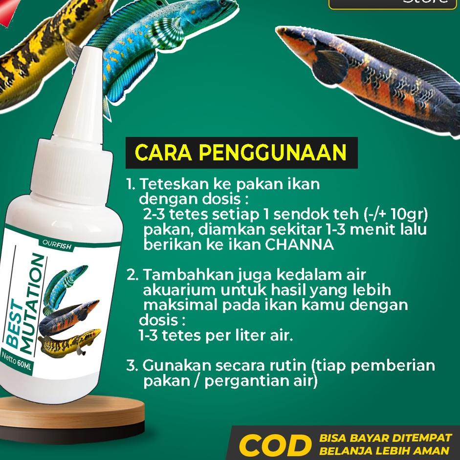[SK1307] Obat Mutasi Ikan Channa BEST MUTATION Vitamin Ikan Channa Maru Barca Asiatica Andrao Yellow