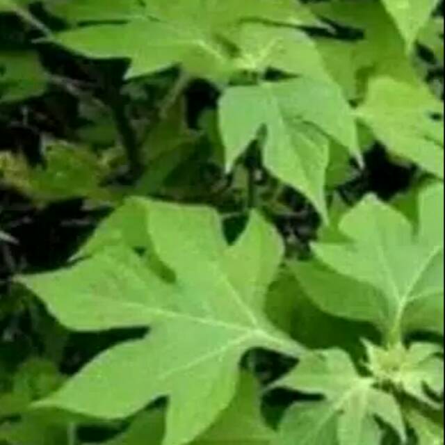 

Daun insulin 10 lembar