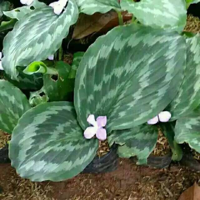 Tanaman hias calathea merak - meranti merak - miranti merak - pohon miranti