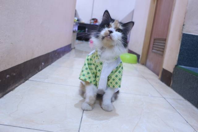 Baju kucing lebaran murah harga terbaru 2020 motif kotak-kotak hijau size S M L XL