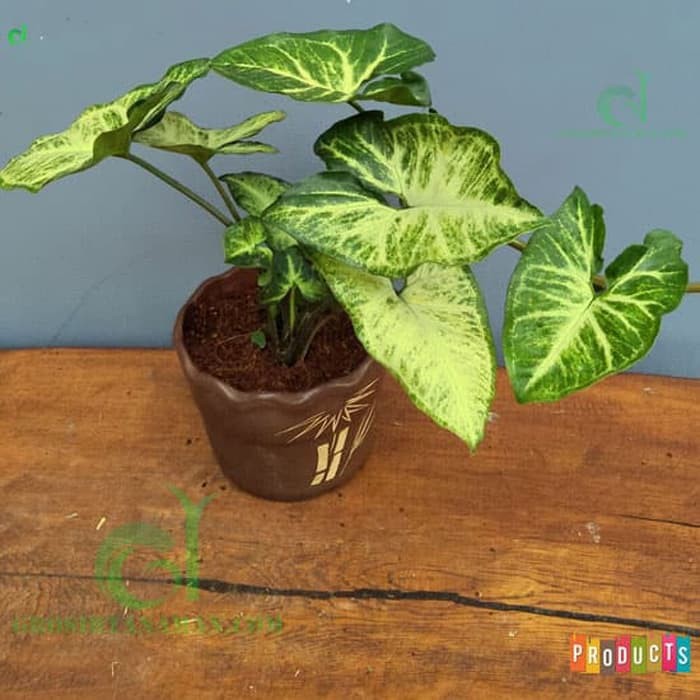 NEW Tanaman hias air yang unik tahan di indoor syngonium podophyllum