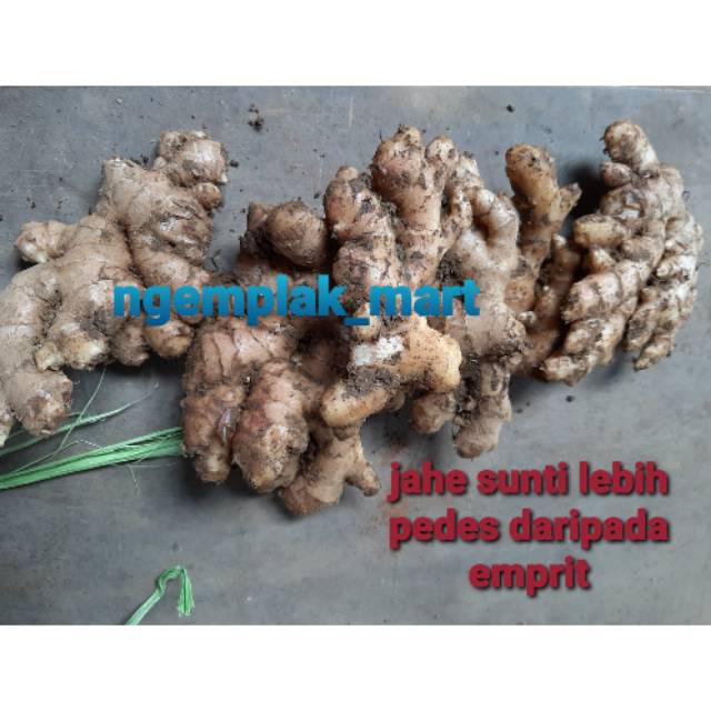 

Jahe sunti jahe segar jahe putih jahe biasa jahe sunti jahe lokal 250 gram jahe murah jahe super