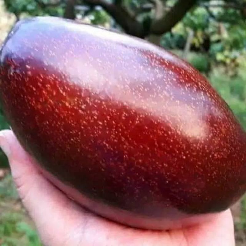 paket 3 bibit alpukat  red vietnam