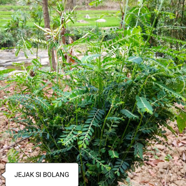 

100 Gram Pohon meniran segar langsung petik/daun Meniran segar/fresh