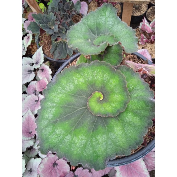 Begonia keong hijau blum