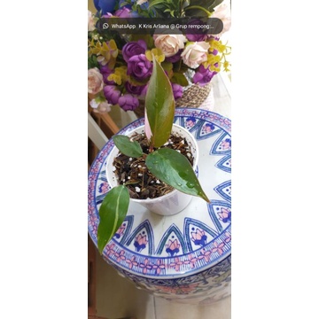 philodendron pink princes
