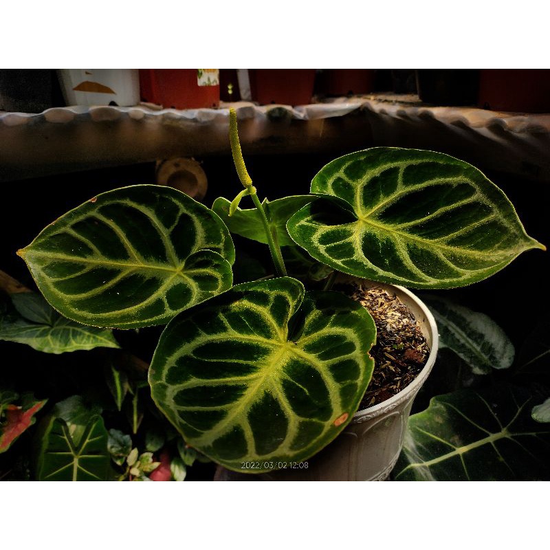 Anthurium Dorayaki ORIGINAL