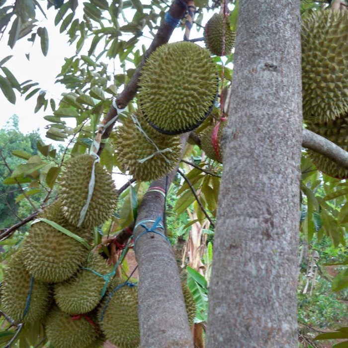 Pupuk Organik Booster Durian Pemicu Cepat Berbuah Besar dan Lebat