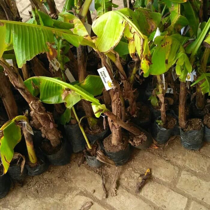 bibit pisang raja merah