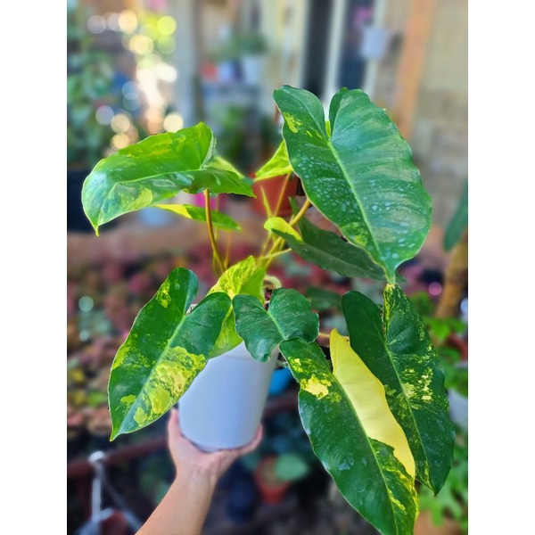 Burlemarx variegata / brekele variegata