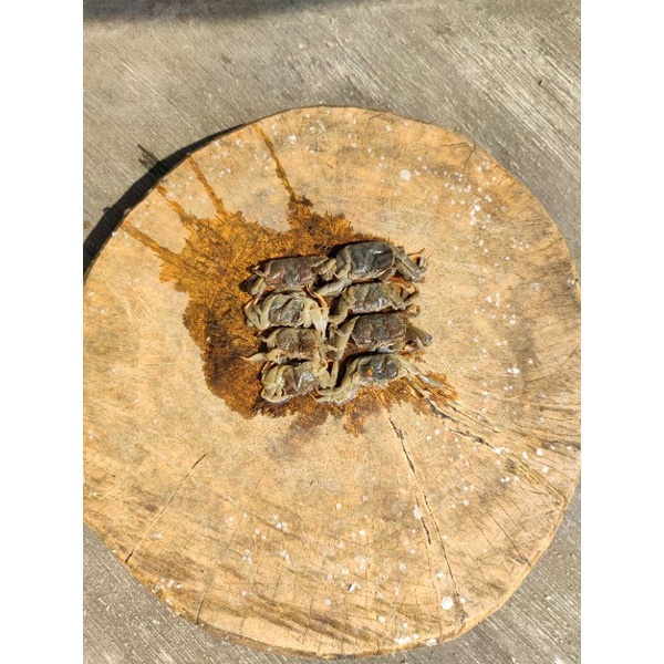 

Jangkang (Anakan Kepiting)