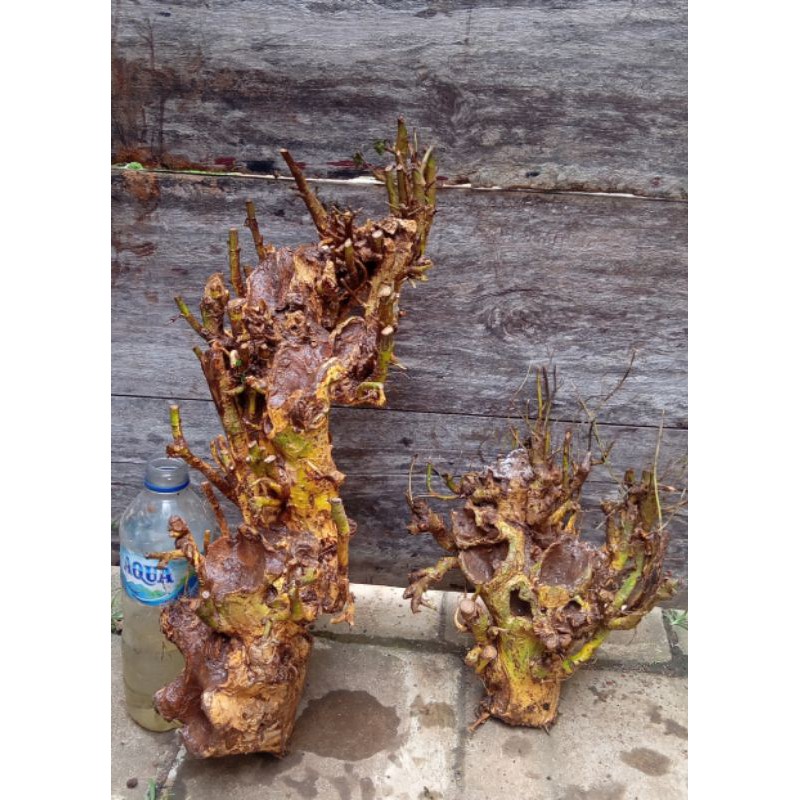 bahan bonsai serut karakter M